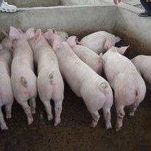 小猪崽子爆料视频大全最新,揭秘娱乐圈幕后真相