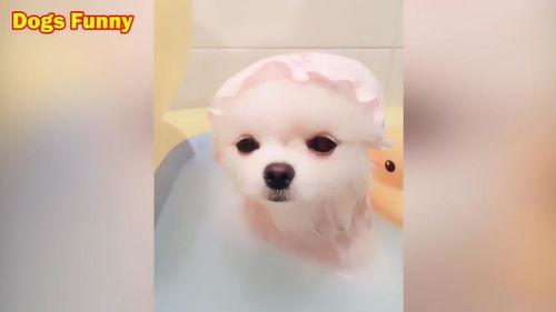 小狗眨眨眼爆料视频下载,揭秘萌宠眨眼瞬间下载热潮
